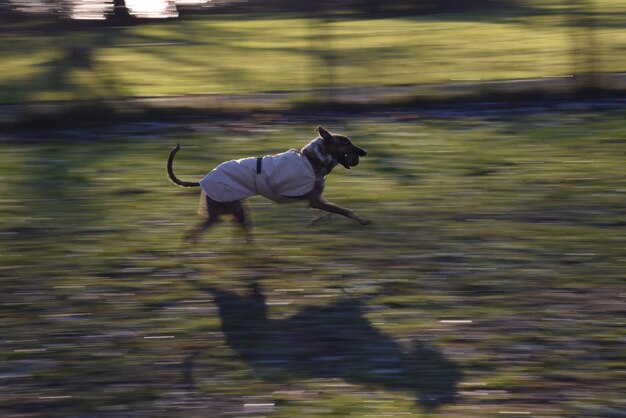 Photo dog running with ball