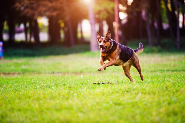 草の中を棒をくわえて走る犬 親友 幸せな犬 サマータイム
