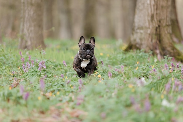 A dog running in the woods