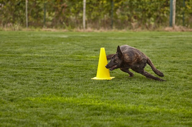 Dog runs during a dog show.