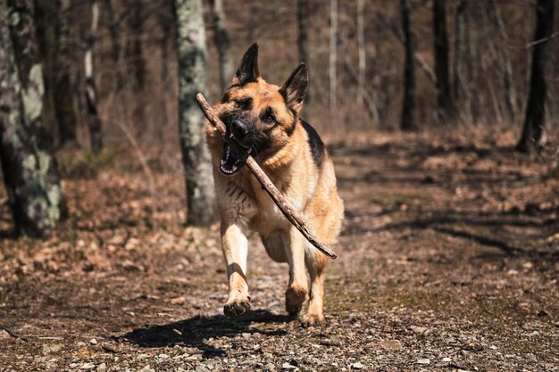 犬は秋に公園で速く走り、木の枝をかじる幸せな羊飼いの顔の正面図