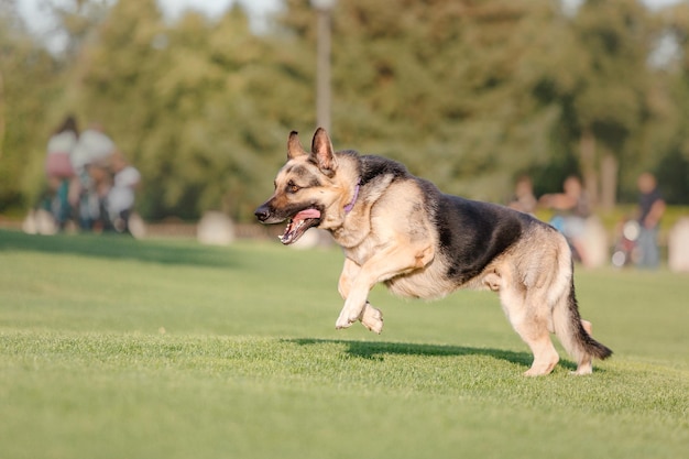 A dog runs on a field with a man in a white shirt.