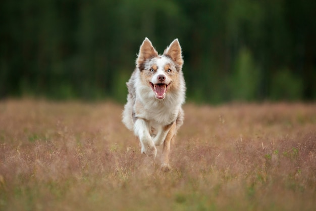 Dog runs on the grass