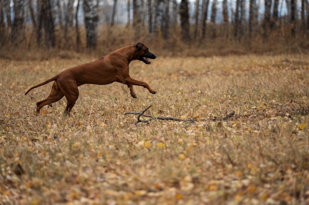 Il cane corre attraverso la foresta autunnale.