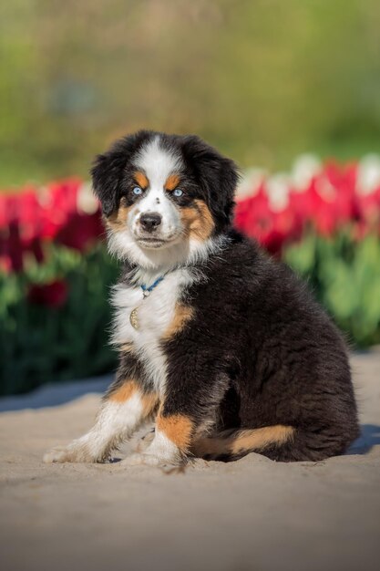 花畑の中を走る犬。