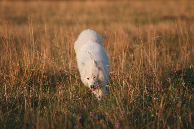 Photo a dog runs through a field of tall grass.