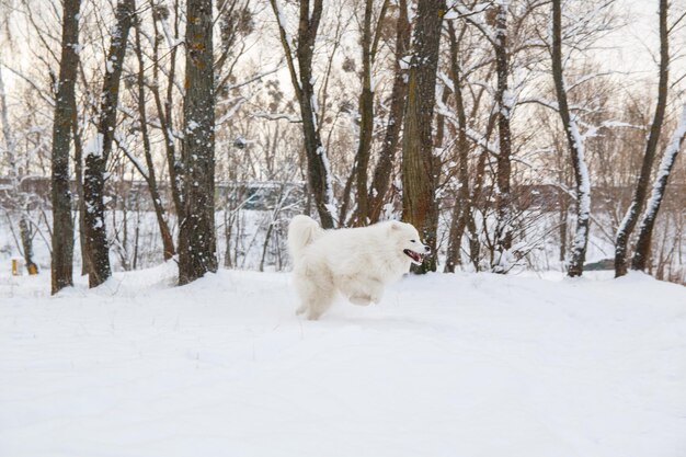 A dog runs through the snow.