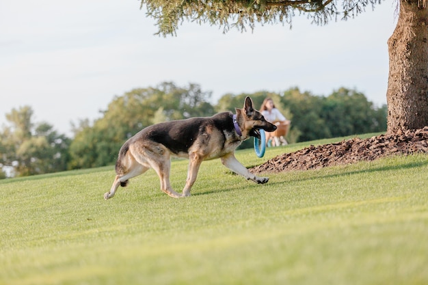 A dog runs with a frisbee in its mouth in a park.