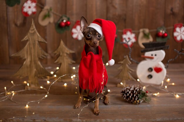 犬のロシアントイテリア。休日のクリスマス。