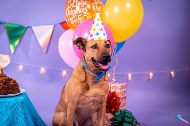 Foto compleanno del cane, palloncini, bandiere, torta. atmosfera festiva.