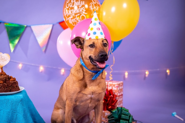 강아지의 생일, 풍선, 깃발, 케이크. 축제 분위기.