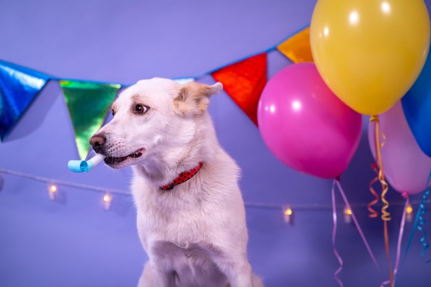 사진 강아지의 생일, 풍선, 깃발, 케이크. 축제 분위기.