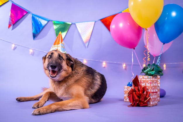 Dog's birthday, balloons, flags, cake. Festive atmosphere.