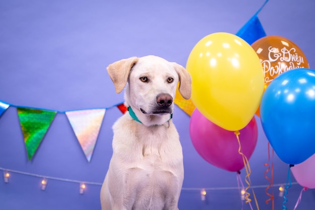 Foto compleanno del cane, palloncini, bandiere, torta. atmosfera festiva.