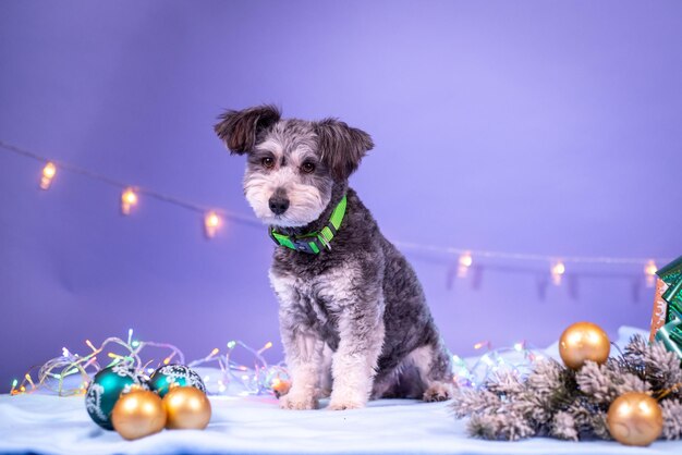 犬の誕生日、風船、旗、ケーキ。お祭りの雰囲気。