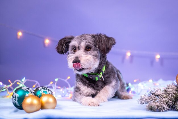 Foto compleanno del cane, palloncini, bandiere, torta. atmosfera festiva.