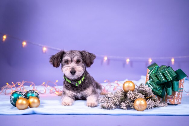 Foto compleanno del cane, palloncini, bandiere, torta. atmosfera festiva.