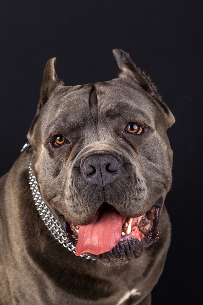 dog's face with black background