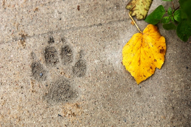 Foto l'impronta di un cane sul cemento con una foglia gialla vicino