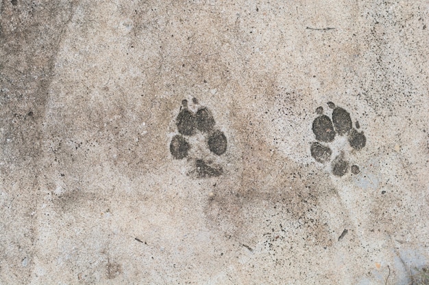 Dog 's footprints on cement floor background