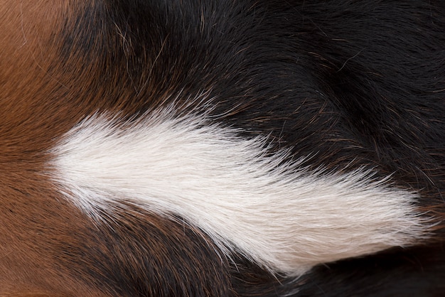 The dog's hairs are brown, white and black