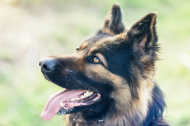 Dog's muzzle close up. German shepherd eyes. Muzzle close-up of a black and red German shepherd dog. Beautiful, intelligent purebred dog