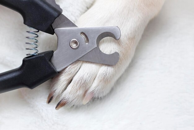 Dog's paw, nail clipping, pet care