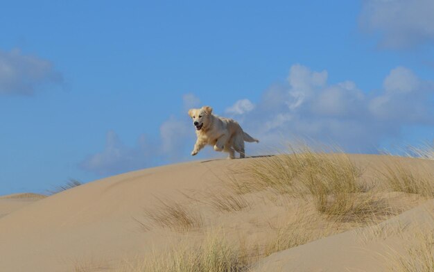 Foto cane sulla sabbia sulla spiaggia contro il cielo