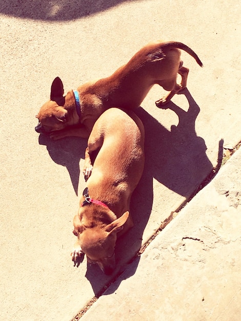 Dog on sand