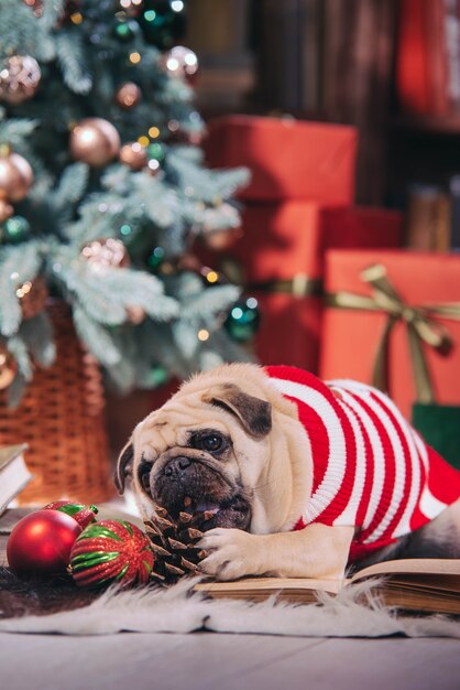 サンタの衣装を着た犬がスタジオでプレゼントや本を持ってクリスマスツリーの下に座っています