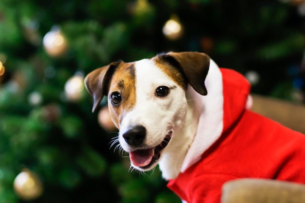 Dog in Santa costume