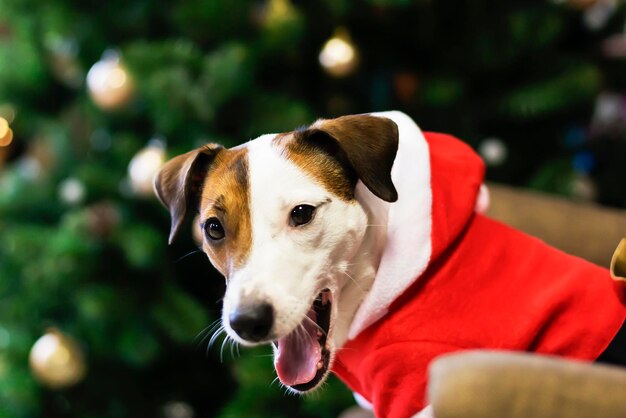 Dog in Santa costume