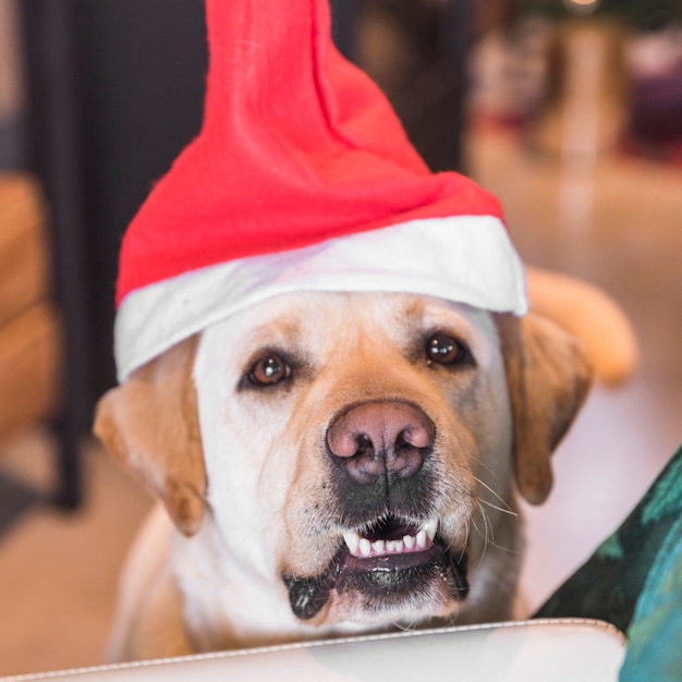 Foto cane in cappello di babbo natale