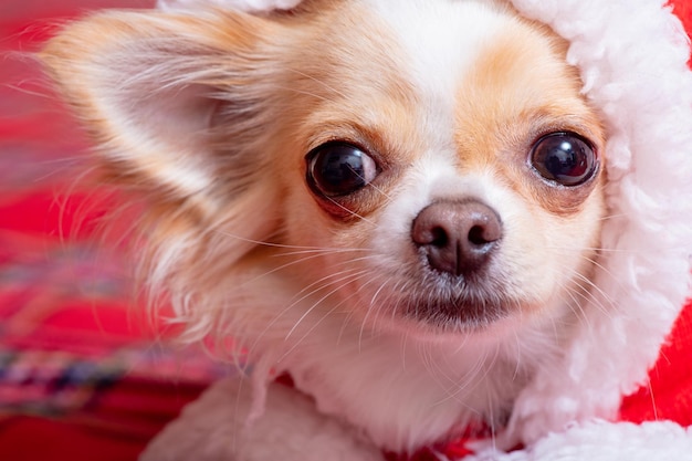 A dog in a Santa suit Christmas photo of a chihuahua on a red blanket