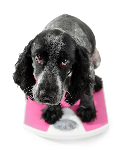 犬のスケールを白に分離する