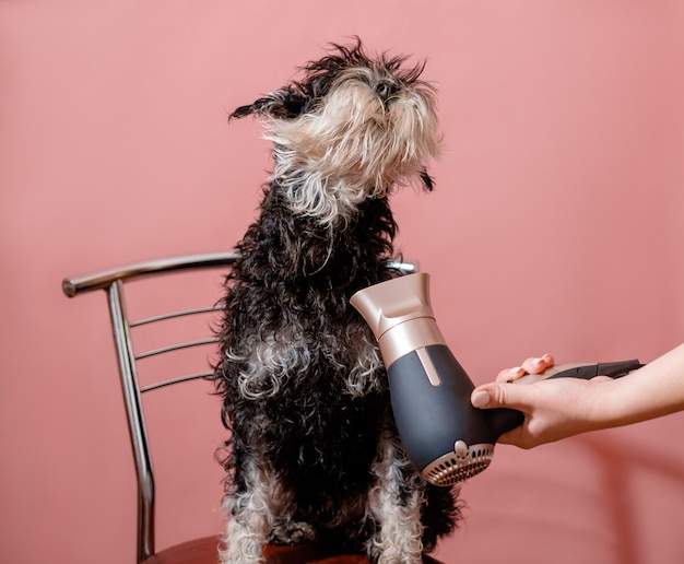 dog schnauzer and hair dryer in female hand