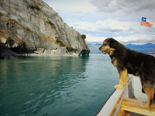 Photo dog on sea against sky