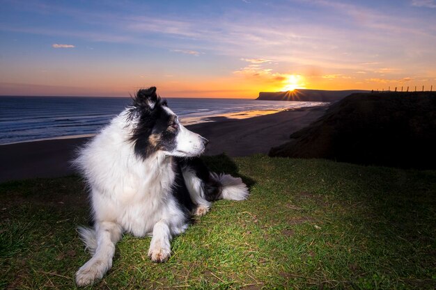 Foto cane sulla riva del mare contro il cielo durante il tramonto