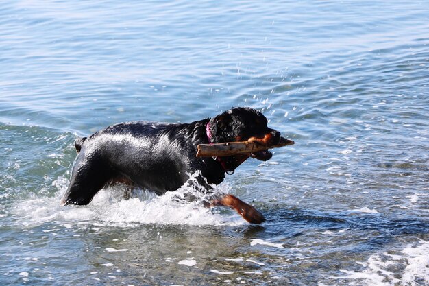 Dog in a sea