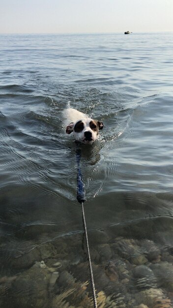 Foto cane in un mare