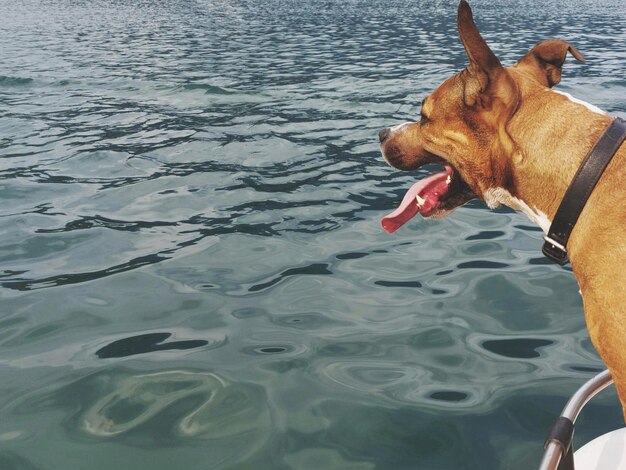 Dog in a sea