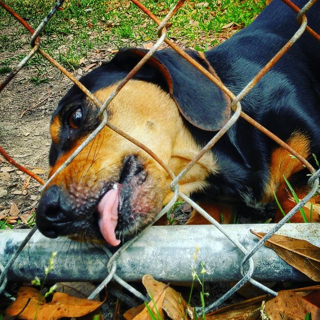 Foto cane visto attraverso la recinzione a catena