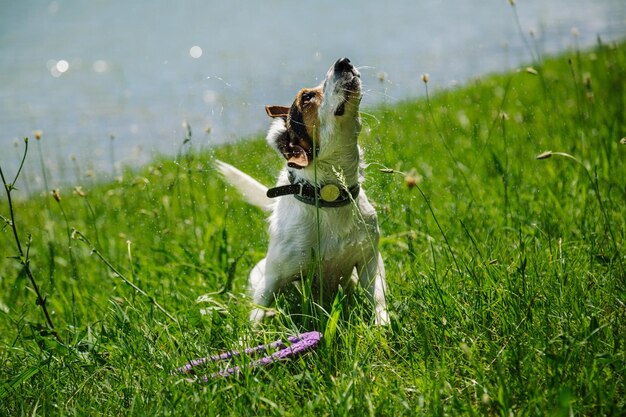 Dog shakes off water after bathing in the river