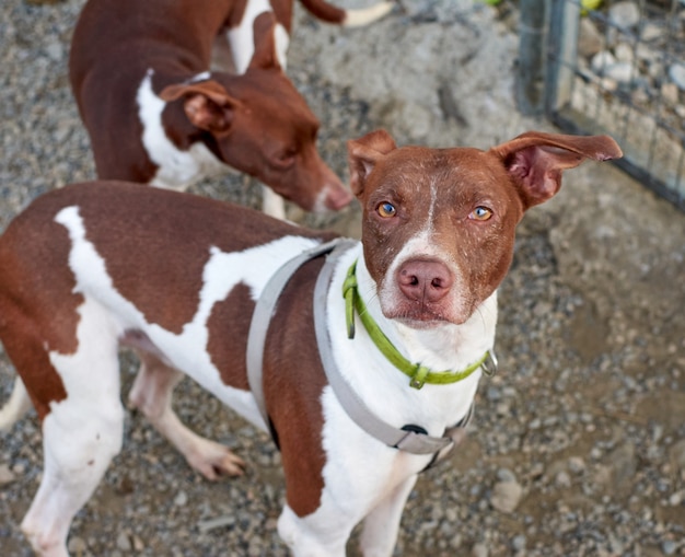 Dog in a shelter staring