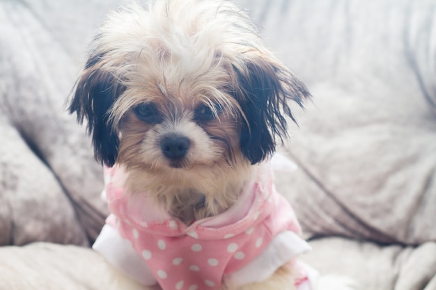 Foto cane shisi sul cane da letto