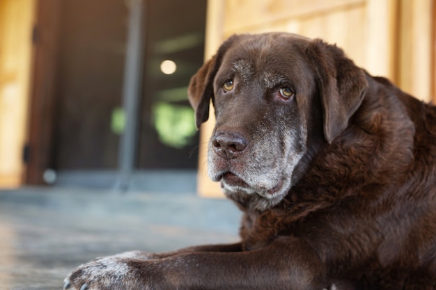 犬の恥ずかしがり屋の有罪は、孤独な目で見上げるのを待っている避難所の猟犬です。