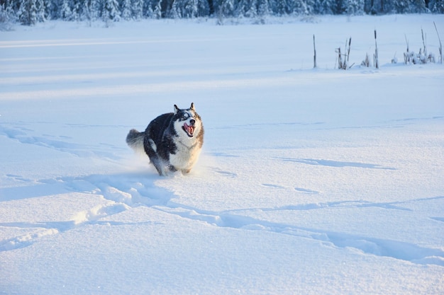 Собака сибирский хаски прыгает по снегу собака играет зимой в поле заснеженный лес и солнце морозное утро