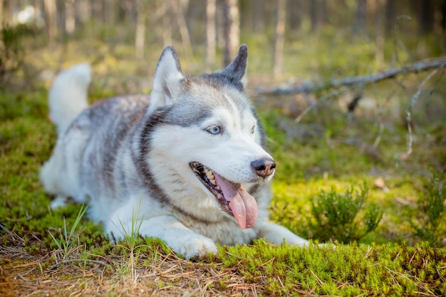 Dog, Siberian Husky walking in the forest. 