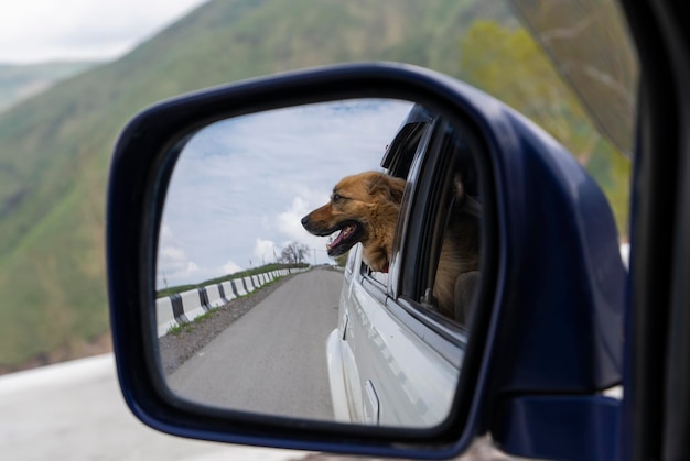 Dog in side view mirror Traveling by car with dog