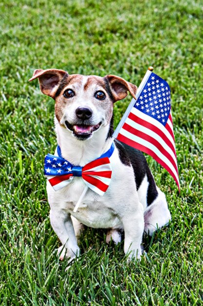 Il cane si siede nel farfallino della bandiera americana con la bandiera degli stati uniti sull'erba verde che guarda l'obbiettivo. celebrazione del giorno dell'indipendenza, 4 luglio, giorno della memoria, festa della bandiera americana, festa del lavoro